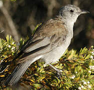 Grey Shrikethrush