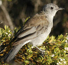 Pitohui gris