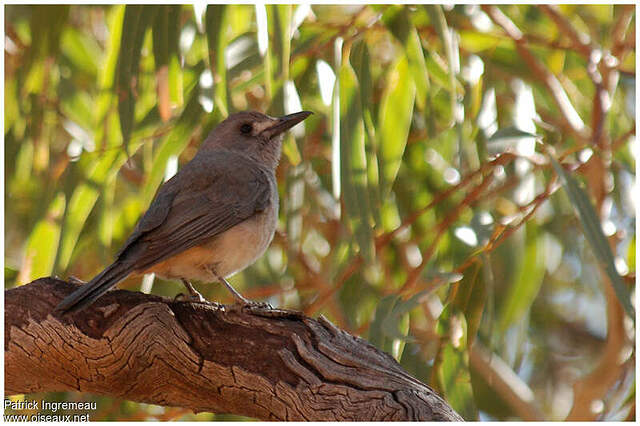 Pitohui gris adulte pain40575