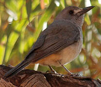 Grey Shrikethrush