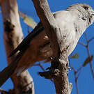 Pitohui gris