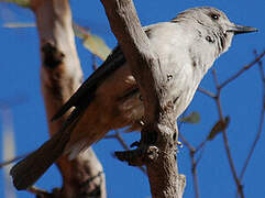 Grey Shrikethrush