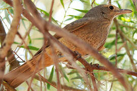 Grey Shrikethrush