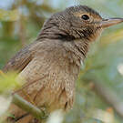 Pitohui gris