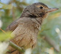 Grey Shrikethrush