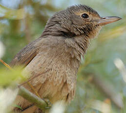 Pitohui gris