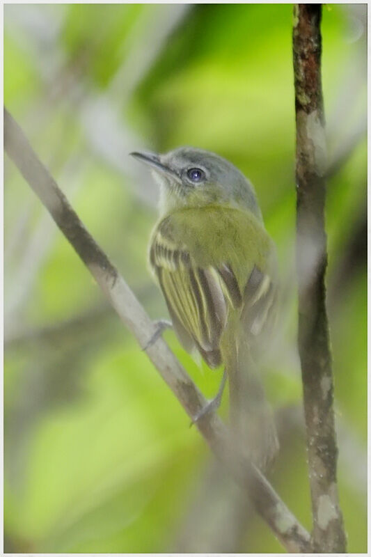 Platyrhynque jaune-oliveadulte