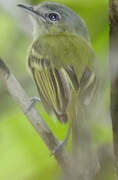 Yellow-olive Flatbill