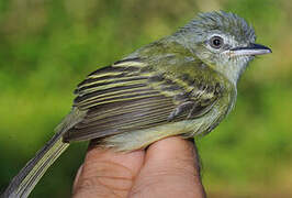 Yellow-olive Flatbill