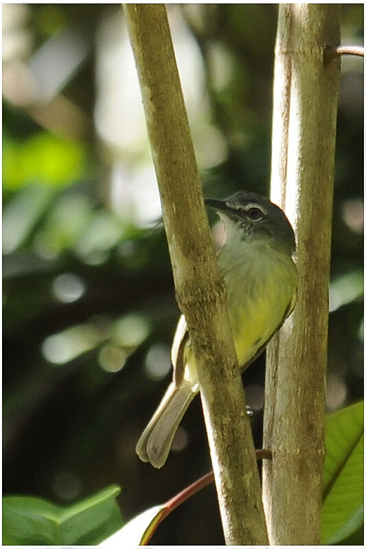 Grey-crowned Flatbilladult