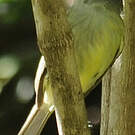 Platyrhynque poliocéphale