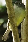 Grey-crowned Flatbill