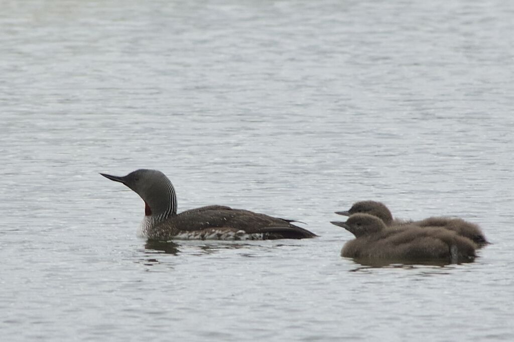 Red-throated Loon