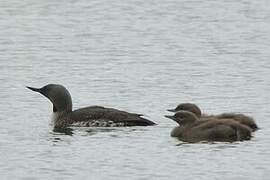 Red-throated Loon