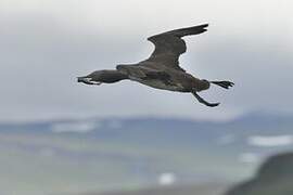 Red-throated Loon