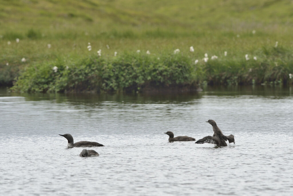 Red-throated Loon