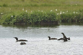 Red-throated Loon