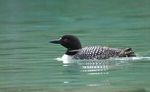 Common Loon