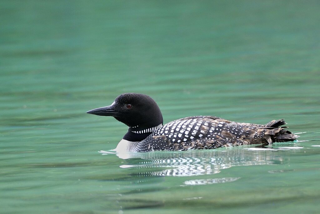 Common Loonadult