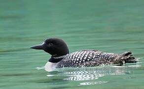 Common Loon