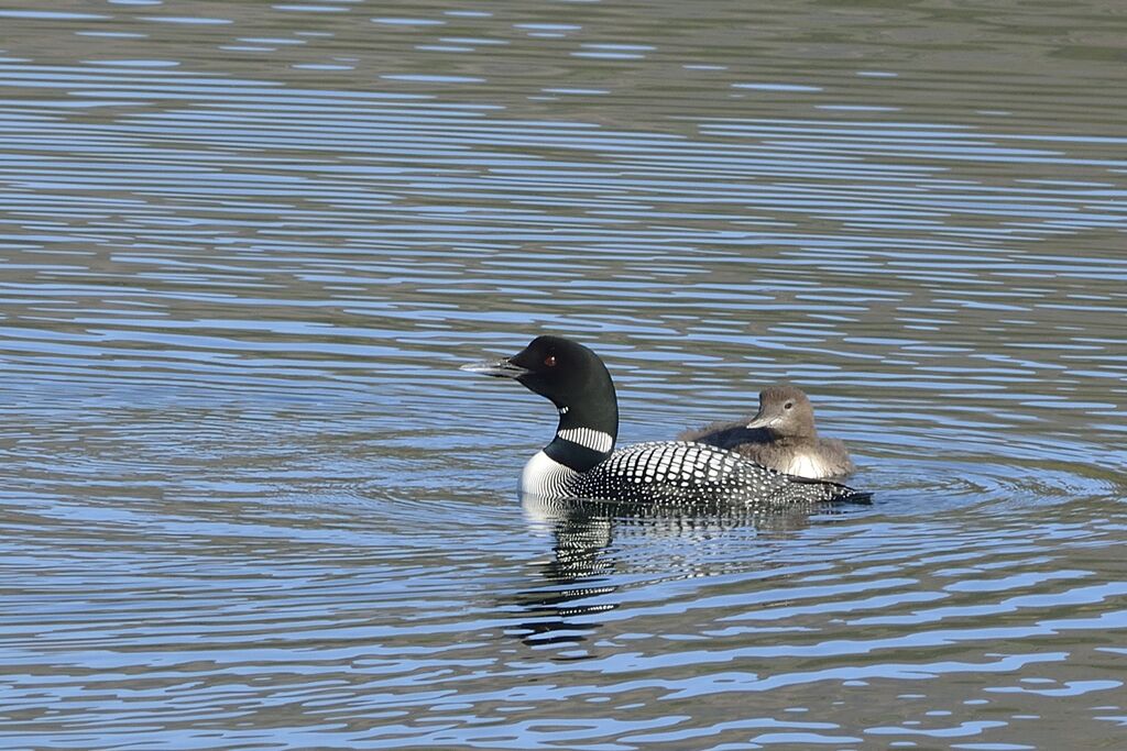 Plongeon imbrin