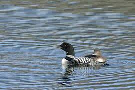 Common Loon