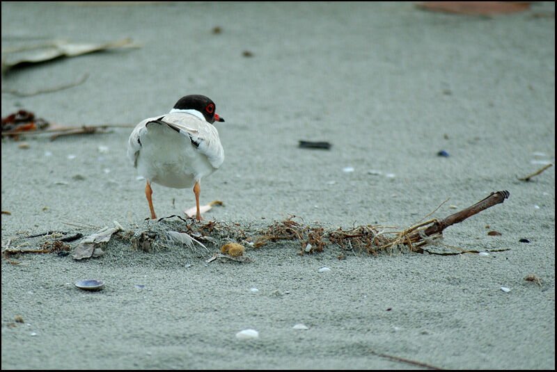 Hooded Dottereladult