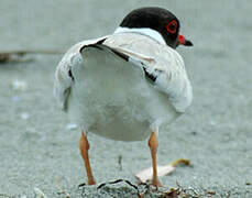 Hooded Dotterel