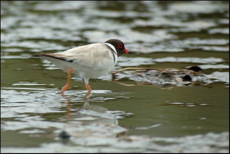 Hooded Dottereladult