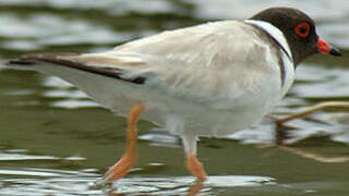 Hooded Dotterel