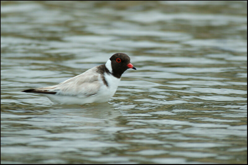 Hooded Dottereladult