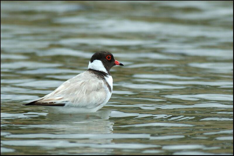 Hooded Dottereladult