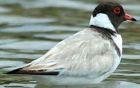 Hooded Dotterel