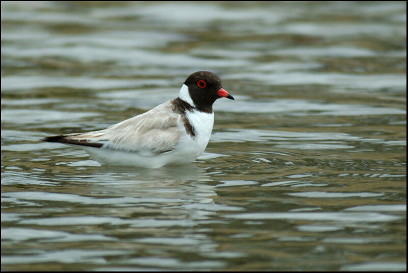 Hooded Dottereladult