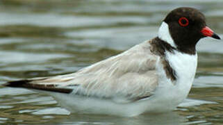 Hooded Dotterel