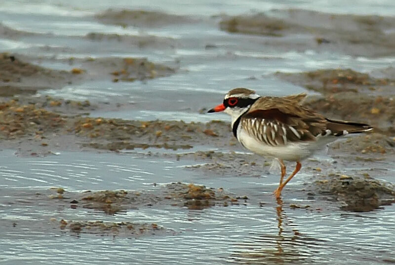 Black-fronted Dotterel