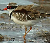 Black-fronted Dotterel