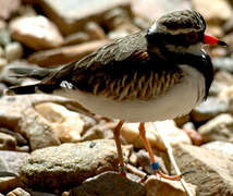 Black-fronted Dotterel