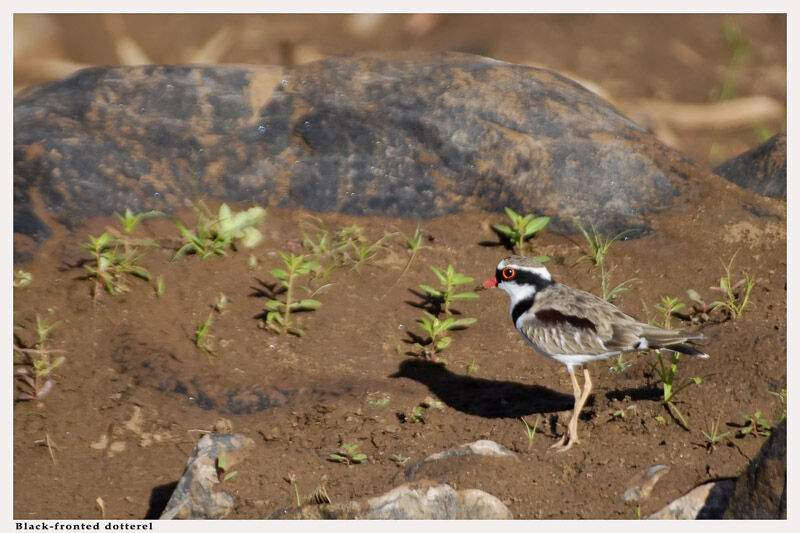 Black-fronted Dottereladult