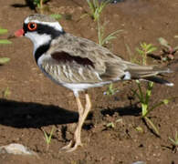 Black-fronted Dotterel