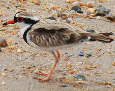 Black-fronted Dotterel