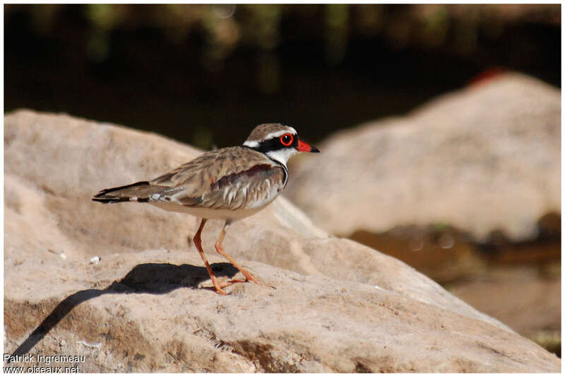 Black-fronted Dottereladult