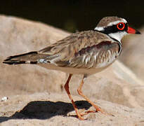 Black-fronted Dotterel