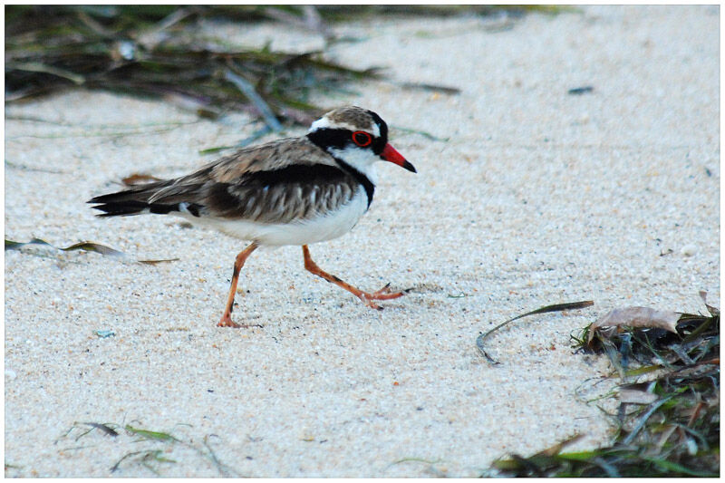 Black-fronted Dottereladult