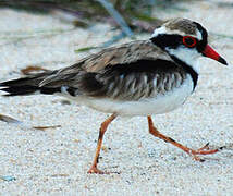 Black-fronted Dotterel