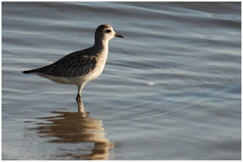 Grey Plover