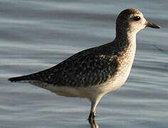 Grey Plover