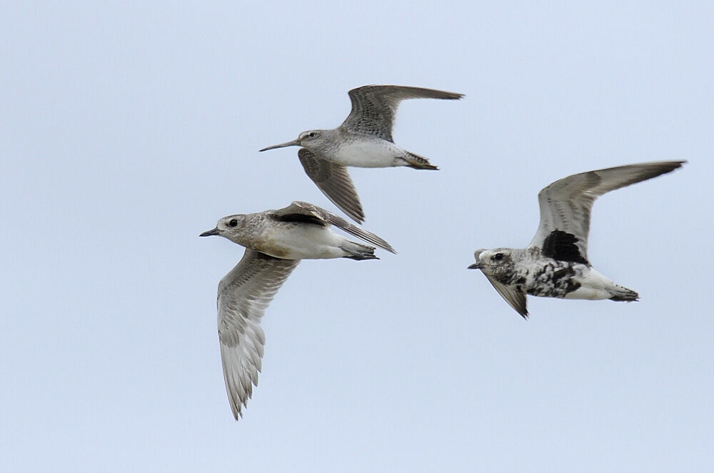 Grey Ploveradult post breeding