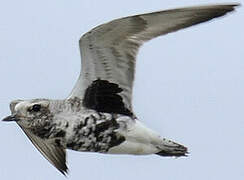 Grey Plover