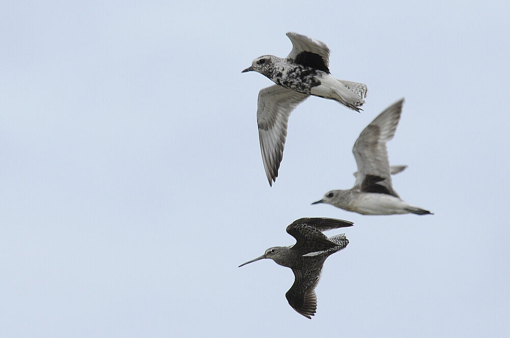 Grey Ploveradult post breeding